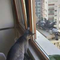 Tekir Kedi, Kedi  Boncuk fotoğrafı