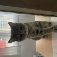 British Shorthair, Kedi  Yumak fotoğrafı