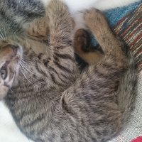 Tekir Kedi, Kedi  Panter fotoğrafı