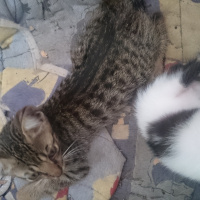 Tekir Kedi, Kedi  Panter fotoğrafı