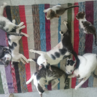 Tekir Kedi, Kedi  Panter fotoğrafı