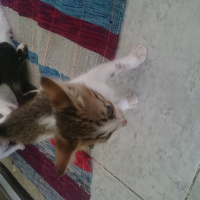 Tekir Kedi, Kedi  Panter fotoğrafı