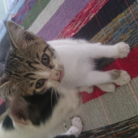 Tekir Kedi, Kedi  Panter fotoğrafı