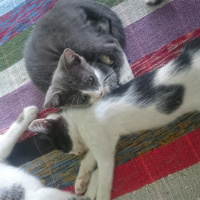 Tekir Kedi, Kedi  Panter fotoğrafı