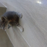 Tekir Kedi, Kedi  Şanslı fotoğrafı