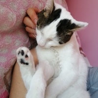 Tekir Kedi, Kedi  Pamuk fotoğrafı