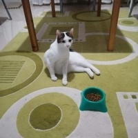 Tekir Kedi, Kedi  Pamuk fotoğrafı