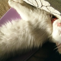 Van Kedisi, Kedi  sütlaç fotoğrafı