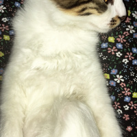 Tekir Kedi, Kedi  Bale fotoğrafı