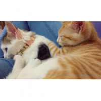 Tekir Kedi, Kedi  Luffy fotoğrafı