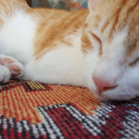 Tekir Kedi, Kedi  Luffy fotoğrafı