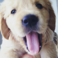 Golden Retriever, Köpek  O544 201 59 29 fotoğrafı
