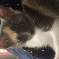 Tekir Kedi, Kedi  Latte fotoğrafı