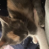 Tekir Kedi, Kedi  Latte fotoğrafı