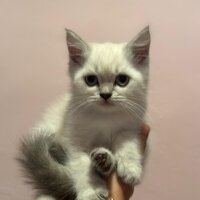 British Shorthair, Kedi  İSMİ YOK fotoğrafı