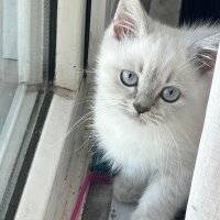 British Shorthair, Kedi  İSMİ YOK fotoğrafı