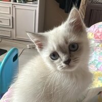 British Shorthair, Kedi  İSMİ YOK fotoğrafı