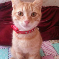 Soke, Kedi  Mia fotoğrafı