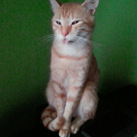 Soke, Kedi  Mia fotoğrafı