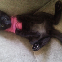 Soke, Kedi  Mia fotoğrafı