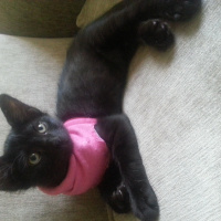 Soke, Kedi  Mia fotoğrafı