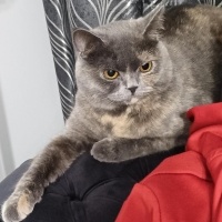 British Longhair, Kedi  Balım fotoğrafı