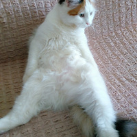 Tekir Kedi, Kedi  Mia fotoğrafı