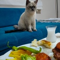 British Shorthair, Kedi  ASU fotoğrafı