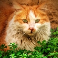 Norwegian Forest, Kedi  Prenses fotoğrafı