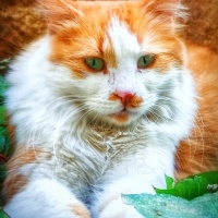 Norwegian Forest, Kedi  Prenses fotoğrafı