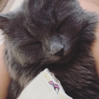 İran Kedisi (Persian), Kedi  Mia fotoğrafı