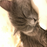 İran Kedisi (Persian), Kedi  Mia fotoğrafı