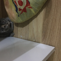 Scottish Fold, Kedi  Lena fotoğrafı