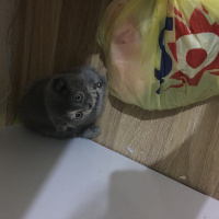 Scottish Fold, Kedi  Lena fotoğrafı