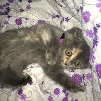 Scottish Fold, Kedi  Lena fotoğrafı