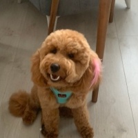 Poodle(Standart Kaniş), Köpek  Maya fotoğrafı