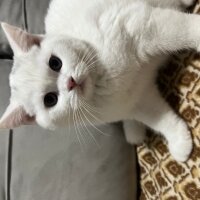 British Shorthair, Kedi  İsimsiz fotoğrafı