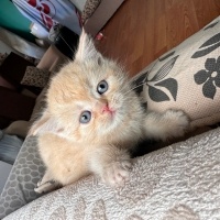 Scottish Fold, Kedi  Red point mavi gözlü yavrular fotoğrafı