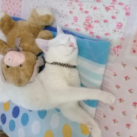 Van Kedisi, Kedi  Paşa  fotoğrafı