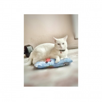 Van Kedisi, Kedi  Paşa  fotoğrafı