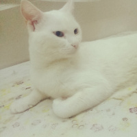 Van Kedisi, Kedi  Paşa  fotoğrafı