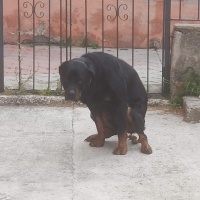 Rottweiler, Köpek  Rodi fotoğrafı