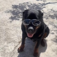 Rottweiler, Köpek  Rodi fotoğrafı