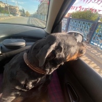 Rottweiler, Köpek  Rodi fotoğrafı