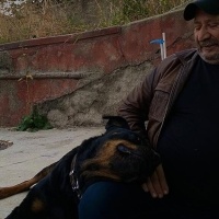 Rottweiler, Köpek  Rodi fotoğrafı