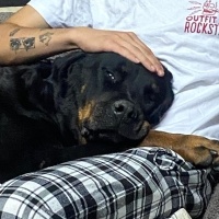 Rottweiler, Köpek  Rodi fotoğrafı