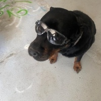 Rottweiler, Köpek  Rodi fotoğrafı