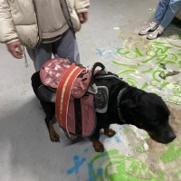 Rottweiler, Köpek  Rodi fotoğrafı