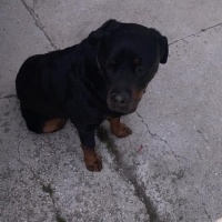 Rottweiler, Köpek  Rodi fotoğrafı
