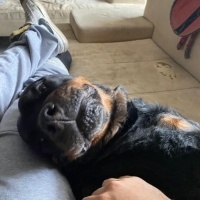 Rottweiler, Köpek  Rodi fotoğrafı